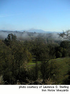 Persistent fog maintains the cool conditions of the Green Valley appellation