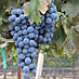 Eastern Cabernet Franc is coming into its own