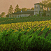 Hall Wines Rutherford estate and winery