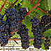 Pinot Noir's Regional Pedigree