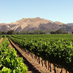 Zaca Mesa Winery and Vineyards