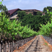Firestone Vineyards in Santa Ynez Valley gets sold.