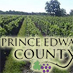 Prince Edward County Wineries Achieve Finesse and Flavor with Low Alcohol Wines