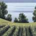 Vermont's Shelburne Vineyard produces organic wines.