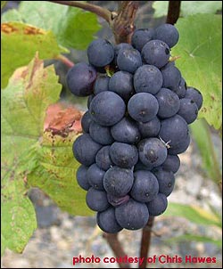 http://wine.appellationamerica.com/images/grapes/web_photo-PinotNoir.jpg