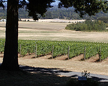 Evesham Wood Vineyard & Winery-Willamette Valley