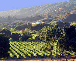 Galante Vineyards