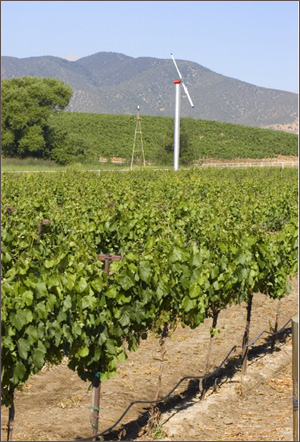Leona Valley Winery