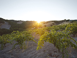 Minassian-Young Vineyards