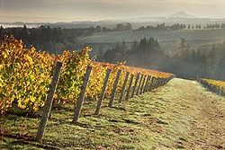 Ponzi Vineyards, Oregon