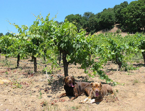 Puccioni Vineyards, Dry Creek Valley