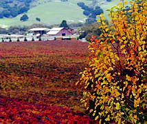 Rancho Arroyo Grande Winery & Vineyard