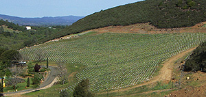 Sol Rouge Vineyard and Winery