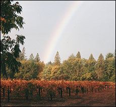 Summit Lake Vineyards