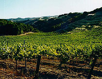 Villicana Winery vineyards