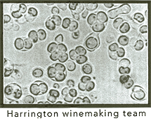 Harrington Winery California Pinot Noir