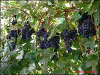 Nichol Vineyard and Estate Winery