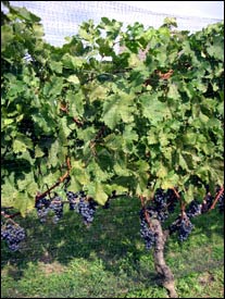 Macari Vineyards & Winery - Long Island