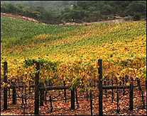 Viader Vineyards in Napa Valley